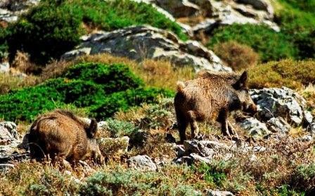 Cinghiale - Sus Scrofa